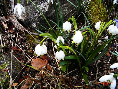 Frühlings-Knotenblume